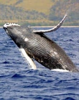 whale-humpback-cp-6003572