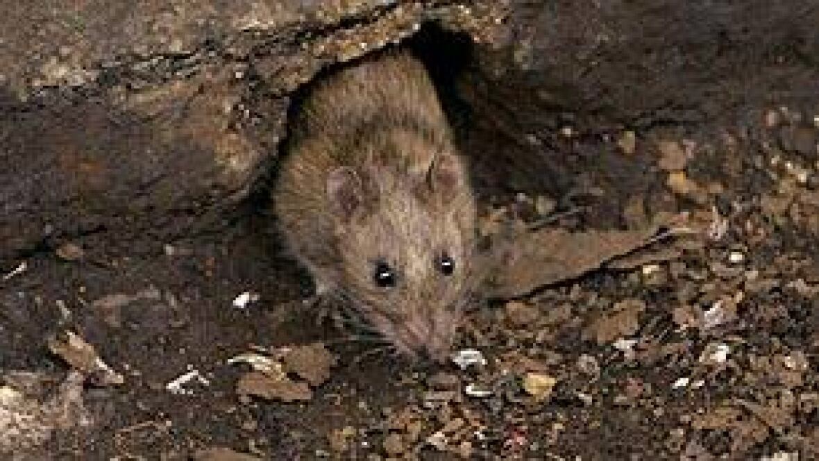 kill rats before levelling buildings vancouver health kill rats before levelling buildings vancouver health