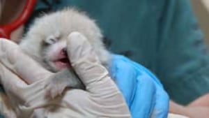 tp-cgy-baby-panda