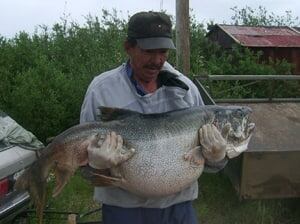 north-big-fish