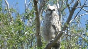 sk-owl-pic-poulin