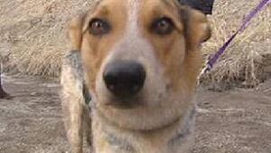 cgy-dog-bus-driver-coyote