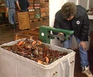 pe-lobsterweigh