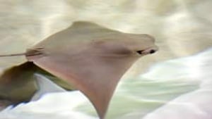 tp-cgy-stingray