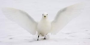 pe-ivorygull