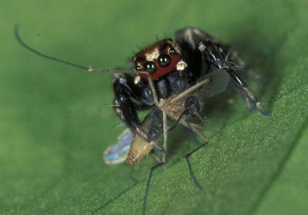 jumping-spider-blood