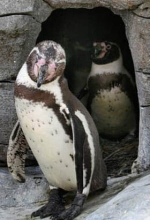 humboldt-penguins-cp-681808
