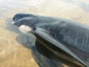 pe-top-beachedpilotwhale