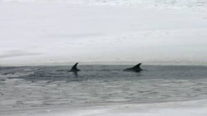 dolphins-cp-w-6275360