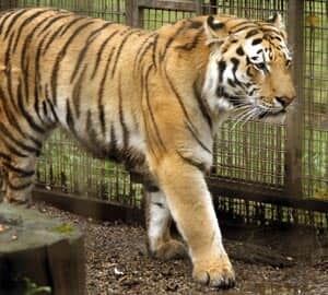 calgary-tiger-cp-7440037