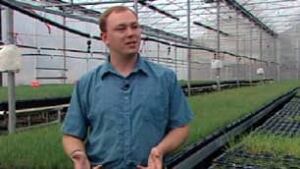 cgy-fescue-greenhouse