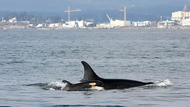 bc-090218-whale-calf-j44-mark-malleson-FULL