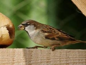 sparrow-cp-3848255