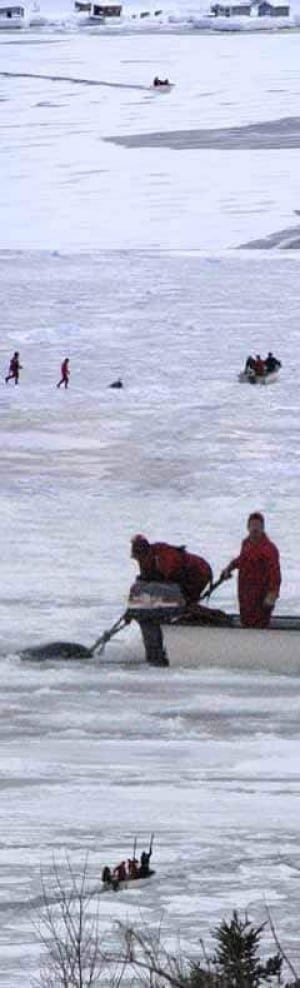 nl-dolphin-borden-20090220