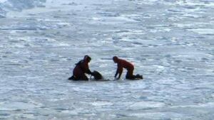 nl-dolpin-miller-20090219