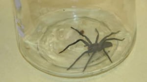full-spider