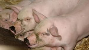 Pig virus