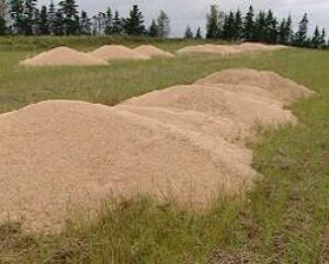 pe-wheat-dumped