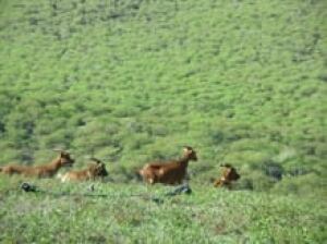 goats-at-cerro-azul-resized