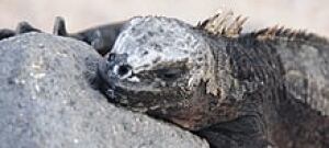 tech-marine-iguana-john-smol-resized