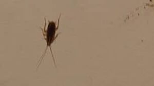 bc-090904-hotel-pest1_306