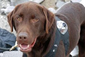tech-090624-rescue-dog-with-camera-banner