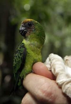 Buff-Faced-Pygmy-Parrot-220
