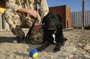 sabi-dog-aghanistan-cp-7643