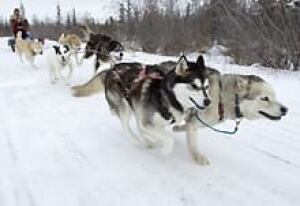 cp-sled-dog-2015559
