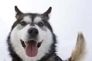 sled-dog-cp-3917435