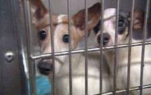 pet city pets ypsilanti puppy mill pet city pets ypsilanti puppy mill