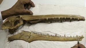 w-bird-fossil-cp-584-632798