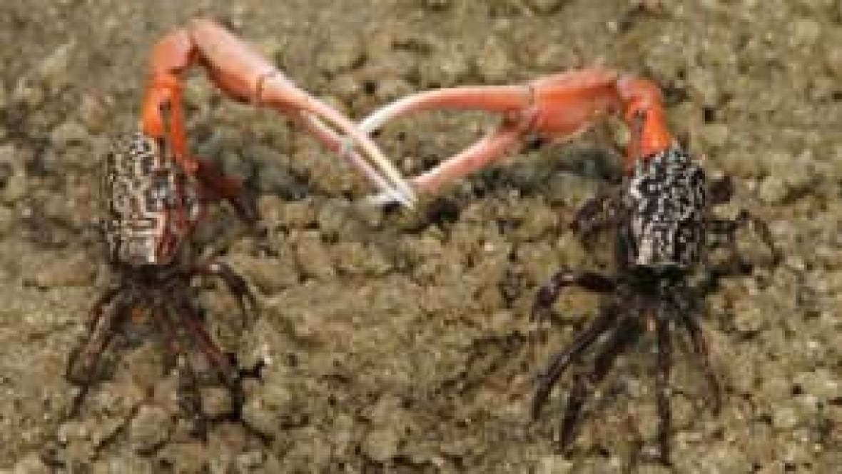 Female crabs trade sex for protection study Technology & Science