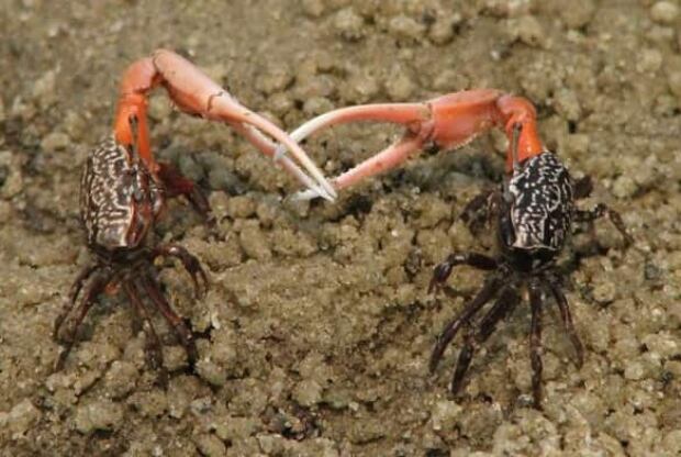 tech-fiddler-crab