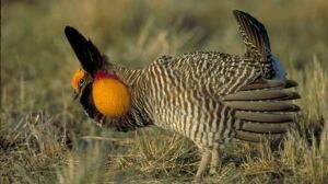 sk-prairie-chicken-ap