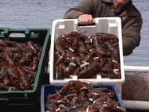 pe-ts-lobster-catch