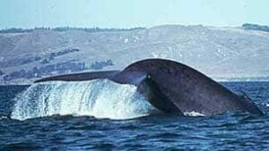 bc-090415-blue-whale-gretchen-steiger