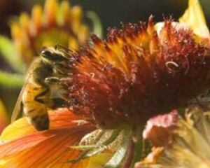 honeybee-cp-5680004
