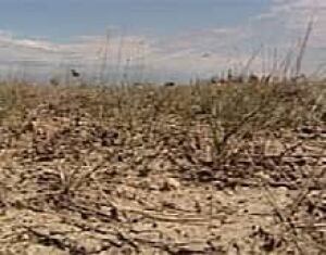 edm-dry-field