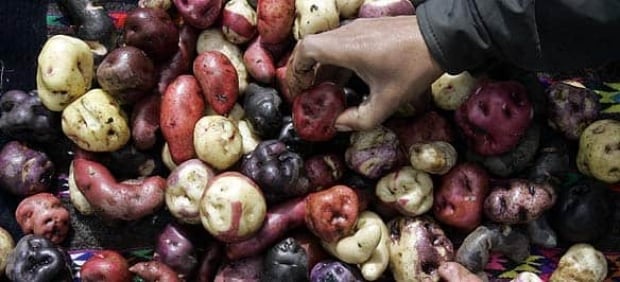 f-potato-peru-584-cp