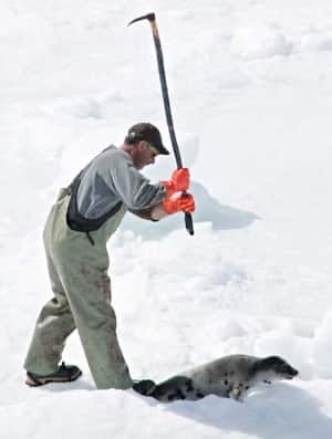 seal-cp-6662137