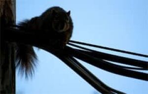 sk-lewis-squirrel090121