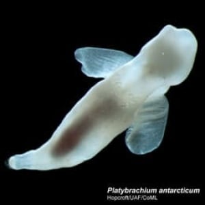 sea-angel-cp-6256916
