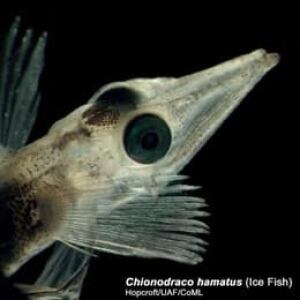 icefish-cp-6256953