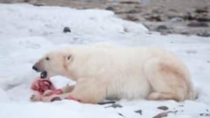 polar-bear