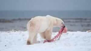 polar-bear2