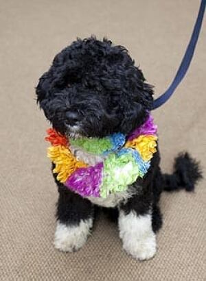 bo-the-dog-cp-250-6552536