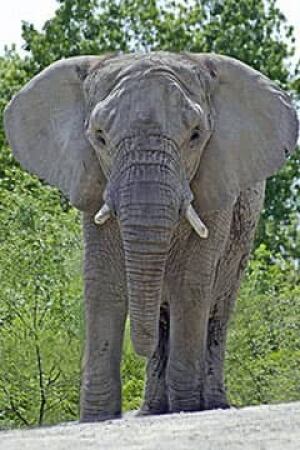 tara-elephant-zoo