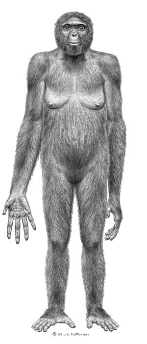ardi-drawing