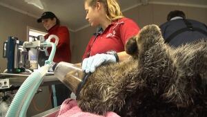 hi-bc-131022-vancouver-otter-surgery-2